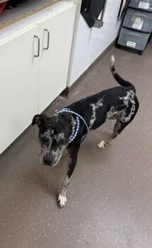 Angelica -  Terrier and Mixed Breed Dog for Adoption in South Bend, Indiana - Angelica | PetCurious