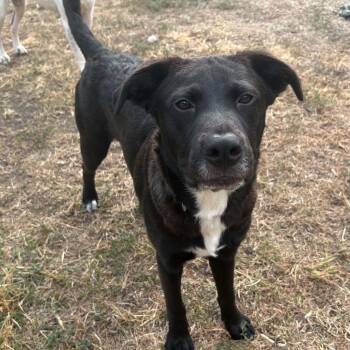 Moonpie -  Border Collie and Labrador Retriever Dog for Adoption in Chatham, New Jersey - Moonpie | PetCurious