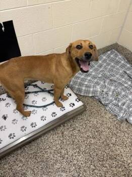 Chief -  Labrador Retriever and Mixed Breed Dog for Adoption in Westland, Michigan - Chief | PetCurious