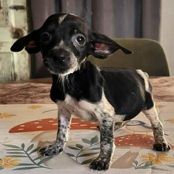 Dachshund and Rat Terrier Dogs Available for Adoption - Royce | PetCurious