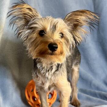 Rocket -  Yorkshire Terrier Dog for Adoption in Las Vegas, Nevada - Rocket | PetCurious