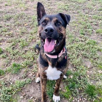 Kane -  Mixed Breed Dog for Adoption in Medford, Oregon - Kane | PetCurious