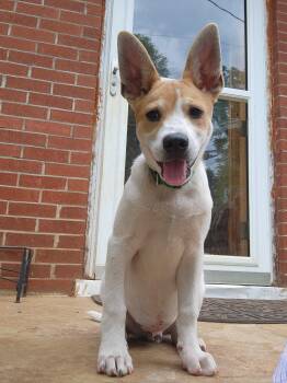 Fergus -  Jack Russell Terrier Dog for Adoption in Knoxville, Tennessee - Fergus | PetCurious