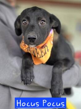 Hocus Pocus -  Mixed Breed Dog for Adoption in Walthill, Nebraska - Hocus Pocus | PetCurious