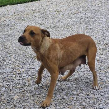 Paulette -  Pit Bull Terrier Dog for Adoption in Jasper, Indiana - Paulette | PetCurious