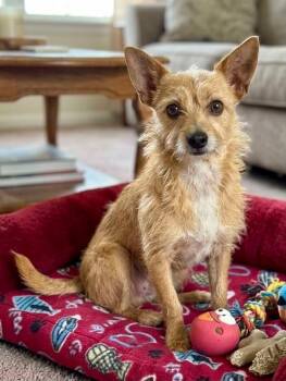 Caramel -  Terrier Dog for Adoption in St. Augustine, Florida - Caramel | PetCurious
