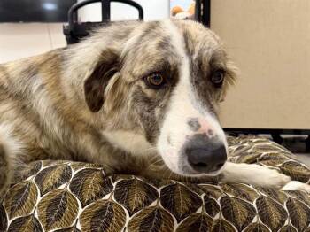 GEMMA -  Anatolian Shepherd and Mixed Breed Dog for Adoption in Santa Rosa, California - GEMMA | PetCurious