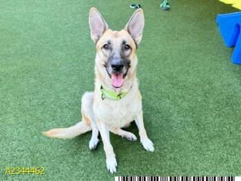LILY -  Mixed Breed Dog for Adoption in West Palm Beach, Florida - LILY | PetCurious