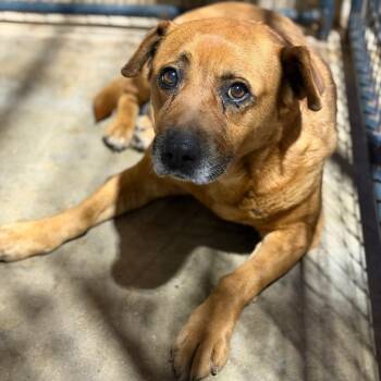 Shepherd and Mixed Breed Dogs Available for Adoption in Fort Smith, Arkansas - Georgia | PetCurious