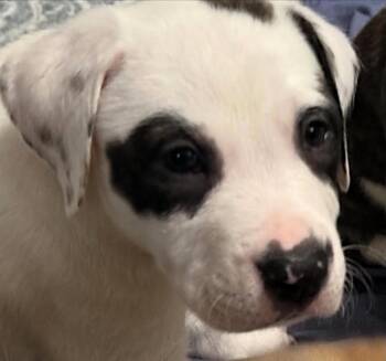 Bandit -  Staffordshire Bull Terrier Dog for Adoption in Redlands, California - Bandit | PetCurious