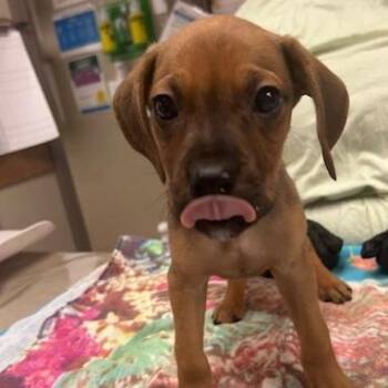 Mixed Breed Dogs Available for Adoption in Knoxville, Tennessee - French Fry | PetCurious