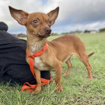 Rouge -  Chihuahua and Mixed Breed Dog for Adoption in Wimberley, Texas - Rouge | PetCurious