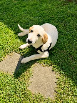 Labrador Retriever and Shepherd Dogs Available for Adoption in Holly Springs, Mississippi - Blondie | PetCurious