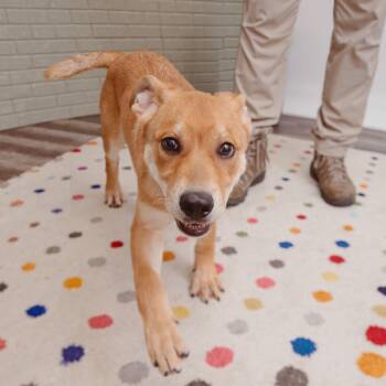Tarsus -  Pit Bull Terrier and Mixed Breed Dog Available for Adoption in Los Angeles, California - Tarsus | PetCurious