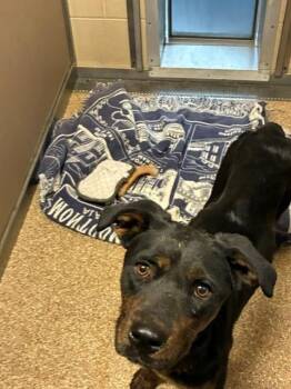 REBEL -  Rottweiler and Mixed Breed Dog for Adoption in Albuquerque, New Mexico - REBEL | PetCurious