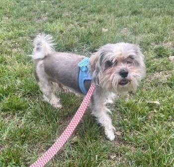 Scrappy -  Shih Tzu Dog for Adoption in Annapolis, Maryland - Scrappy | PetCurious