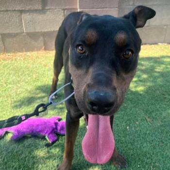 Dallas -  Labrador Retriever and Mixed Breed Dog for Adoption in Fort Collins, Colorado - Dallas | PetCurious