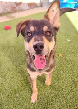 Shepherd and Mixed Breed Dogs Available for Adoption - Gravy* | PetCurious