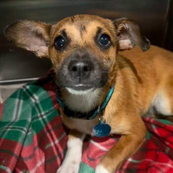 Black Mouth Cur Dogs Available for Adoption in Tampa, Florida - Biscayne | PetCurious