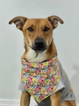 German Shepherd Dog and Whippet Dogs Available for Adoption - Opie | PetCurious