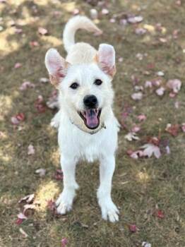 SKIPPY -  Parson Russell Terrier and Mixed Breed Dog for Adoption in Fort Wayne, Indiana - SKIPPY | PetCurious