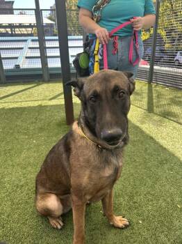 Belgian Shepherd Malinois Dogs Available for Adoption - Jack Aka Jack O