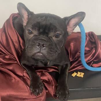 Bubbles -  French Bulldog Dog for Adoption in Tampa, Florida - Bubbles | PetCurious