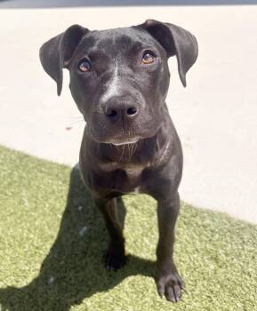 Pit Bull Terrier and Black Labrador Retriever Dogs Available for Adoption in Pontiac, Michigan - Olive | PetCurious