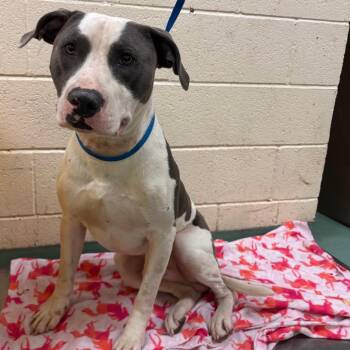 Thumper -  Mixed Breed Dog for Adoption in Memphis, Tennessee - Thumper | PetCurious