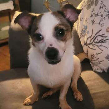 Foster Clarice -  Terrier Dog for Adoption in Oswego, Illinois - Foster Clarice | PetCurious