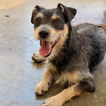 Payton -  Yorkshire Terrier and Wirehaired Terrier Dog for Adoption in Modesto, California - Payton | PetCurious
