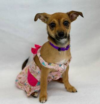 Chihuahua Dogs Available for Adoption - Wombat | PetCurious