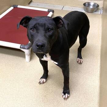 Queenie -  Pit Bull Terrier Dog for Adoption in Monroe, Georgia - Queenie | PetCurious