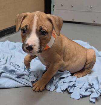 Moro -  Mixed Breed Dog for Adoption in Warren, Michigan - Moro | PetCurious
