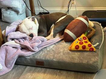 American Bully Dogs Available for Adoption - Petey | PetCurious