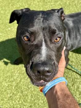 BeBe -  Mixed Breed Dog for Adoption in Wichita, Kansas - BeBe | PetCurious