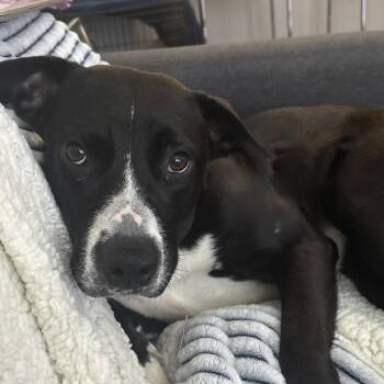 Nadine -  Mixed Breed Dog for Adoption in Columbia, South Carolina - Nadine | PetCurious
