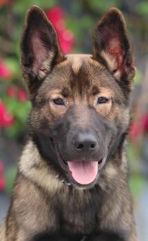 Charlie von Crossen -  German Shepherd Dog Dog for Adoption in Los Angeles, California - Charlie Von Crossen | PetCurious