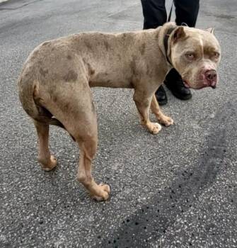 American Staffordshire Terrier Dogs Available for Adoption - DILLWORTH | PetCurious