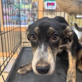Naich Jr. -  Mixed Breed Dog for Adoption in Winston-salem, North Carolina - Naich Jr. | PetCurious