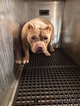 American Bully Dogs Available for Adoption in Lawrenceville, Georgia - Pen 174c Holland | PetCurious