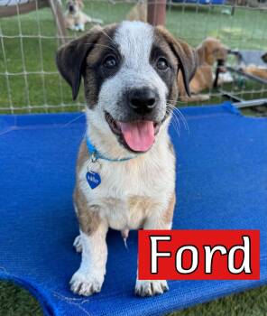 Ford -  Australian Shepherd Dog for Adoption in Southlake, Texas - Ford | PetCurious