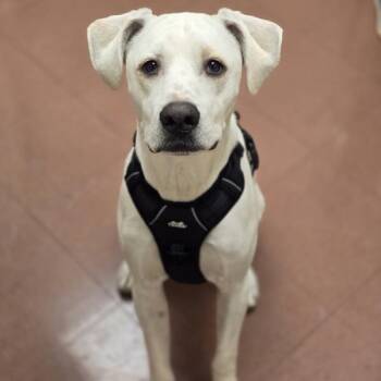 Angel -  Pit Bull Terrier and Labrador Retriever Dog for Adoption in Dublin, California - Angel | PetCurious