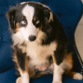 Klondike -  Australian Shepherd Dog for Adoption in Zionsville, Indiana - Klondike | PetCurious
