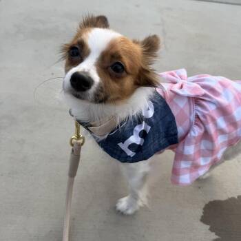 Papillon Dogs Available for Adoption - Gizmo | PetCurious