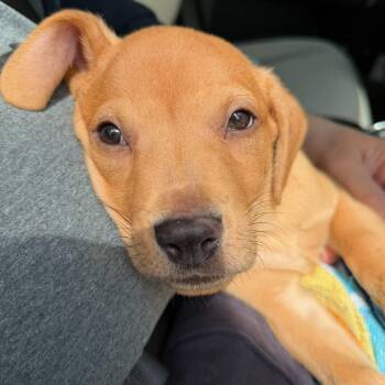 Mash -  Labrador Retriever and Hound Dog for Adoption in Fountain Hill, Pennsylvania - Mash | PetCurious
