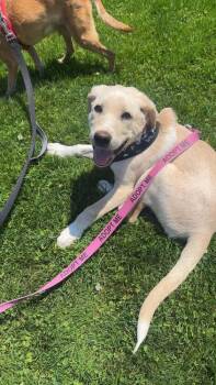 Labrador Retriever and Great Pyrenees Dogs Available for Adoption in Valley Stream, New York - Cooper | PetCurious