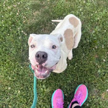 Dottie -  Mixed Breed Dog for Adoption in Philadelphia, Pennsylvania - Dottie | PetCurious