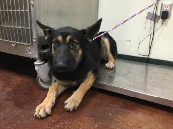 Rescue German Shepherd Dog Dogs for Adoption in Thousand Palms, California - RAMONA | PetCurious