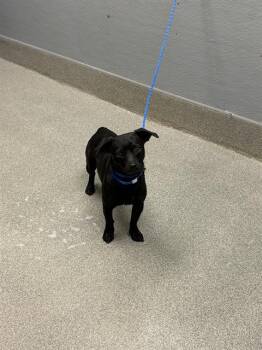 PANTERA -  Chihuahua Dog for Adoption in Las Vegas, Nevada - PANTERA | PetCurious